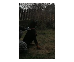 Doberman pinscher puppy | free-classifieds-usa.com - 4