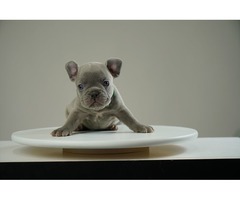 French bulldog puppies | free-classifieds-usa.com - 4
