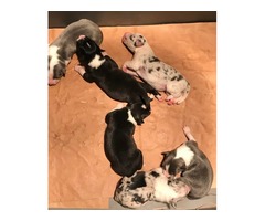 Border Collie puppies | free-classifieds-usa.com - 1