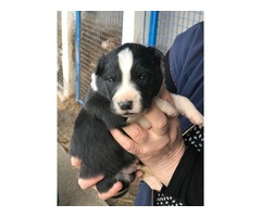Border Collie puppies | free-classifieds-usa.com - 2