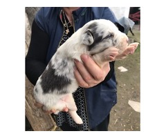 Border Collie puppies | free-classifieds-usa.com - 3