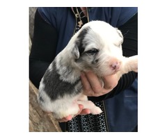 Border Collie puppies | free-classifieds-usa.com - 4