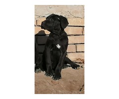 Cane corso puppies | free-classifieds-usa.com - 1