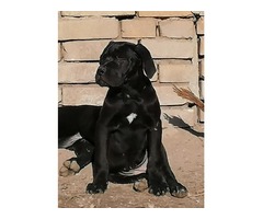 Cane corso puppies | free-classifieds-usa.com - 2