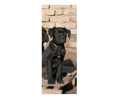 Cane corso puppies | free-classifieds-usa.com - 3