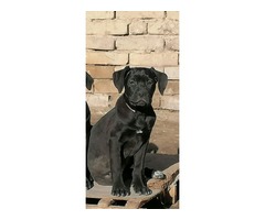 Cane corso puppies | free-classifieds-usa.com - 4