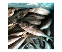 Seafood Supplier | free-classifieds-usa.com - 1