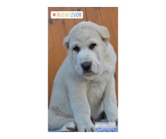 Central Asian Shepherd puppies | free-classifieds-usa.com - 2