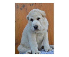 Central Asian Shepherd puppies | free-classifieds-usa.com - 4