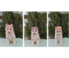 Siberian husky puppies  | free-classifieds-usa.com - 3