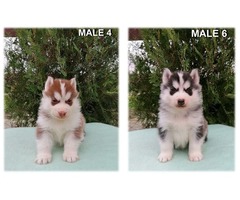 Siberian husky puppies  | free-classifieds-usa.com - 4