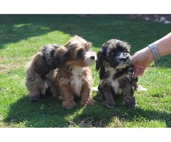 Havanese bichon puppies | free-classifieds-usa.com - 2