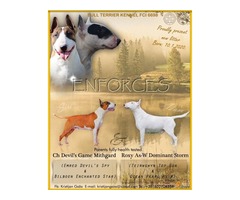 English Bull Terrier puppies | free-classifieds-usa.com - 1