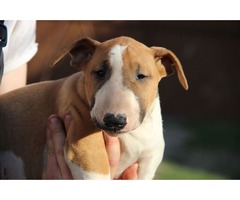 English Bull Terrier puppies | free-classifieds-usa.com - 4