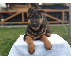 German shepherd puppies | free-classifieds-usa.com - 1