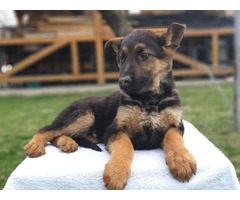 German shepherd puppies | free-classifieds-usa.com - 2