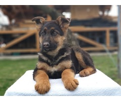 German shepherd puppies | free-classifieds-usa.com - 3
