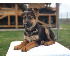German shepherd puppies | free-classifieds-usa.com - 4