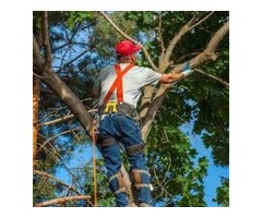 Professional Tree Service | free-classifieds-usa.com - 1