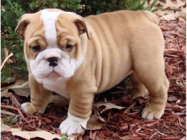 Akc Male and Female English Bulldog Puppies For A Good