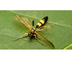 Best Wasp Pest Control | free-classifieds-usa.com - 1