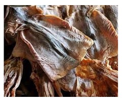 Purchase from our store to Explore the real taste of dried squid | free-classifieds-usa.com - 1