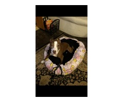Handmade customized fleece pet beds.  | free-classifieds-usa.com - 3