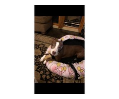 Handmade customized fleece pet beds.  | free-classifieds-usa.com - 4