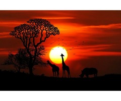 AMAZING AFRICAN SAFARIS | free-classifieds-usa.com - 2