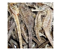 Explore the delicacy of dry seahorse purchased from our shop | free-classifieds-usa.com - 1