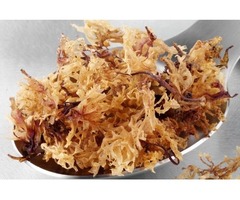Improve your health by quality Sea moss | free-classifieds-usa.com - 1