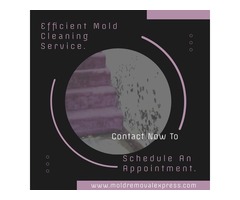 Mold Cleaning Service - Mold Removal Express | free-classifieds-usa.com - 1