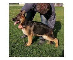German shepherd puppies | free-classifieds-usa.com - 1