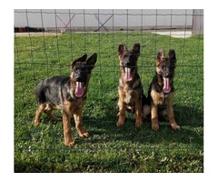 German shepherd puppies | free-classifieds-usa.com - 2