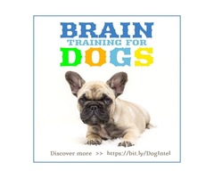 Master the skill of training your dog's brain for better behaviour | free-classifieds-usa.com - 1