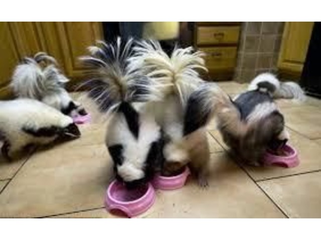 CUTE BABY SKUNKS AVAILABLE FOR SALE - Animals - Bellevue ...
