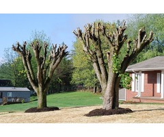 Ever Green Tree Services | free-classifieds-usa.com - 2