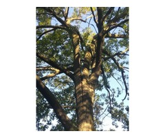 Ever Green Tree Services | free-classifieds-usa.com - 3