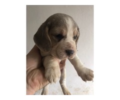 Blue Beagle puppies | free-classifieds-usa.com - 2
