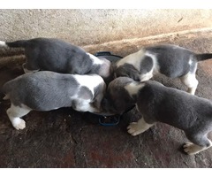 Blue Beagle puppies | free-classifieds-usa.com - 3