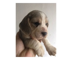 Blue Beagle puppies | free-classifieds-usa.com - 4