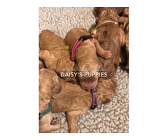 Goldendoodle puppies for sale in South Carolina | free-classifieds-usa.com - 1