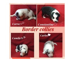 Border collie puppies | free-classifieds-usa.com - 1