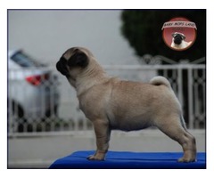 Pug puppies | free-classifieds-usa.com - 4