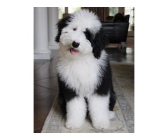 Sheepadoodle for in sale | free-classifieds-usa.com - 1