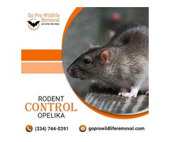 Rodent control in Opelika | free-classifieds-usa.com - 1