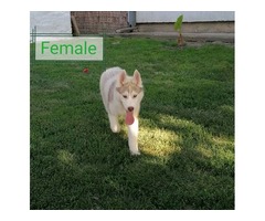 Siberian husky puppies | free-classifieds-usa.com - 3