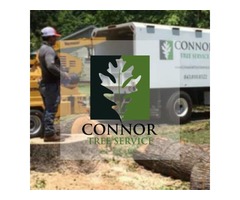 ISA-Certified Tree Service In Mt Pleasant SC – Connor Tree Service  | free-classifieds-usa.com - 2