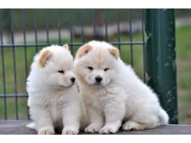 Two chow chow puppies remaining for SALE