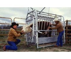 Cattle Squeeze Chute | free-classifieds-usa.com - 1